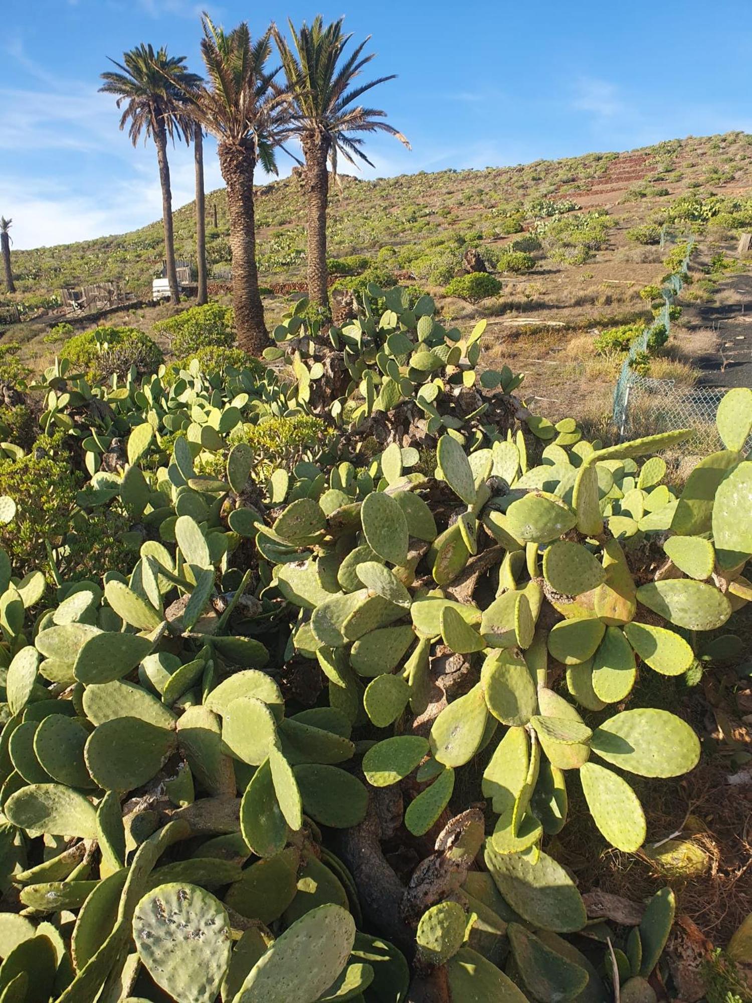 Casa La Tunera, Country House, Haria, Lanzarote ภายนอก รูปภาพ